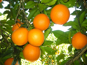 naranjas plantadas