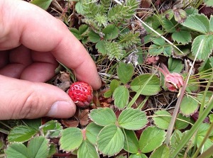 frutillas unicas UMAG