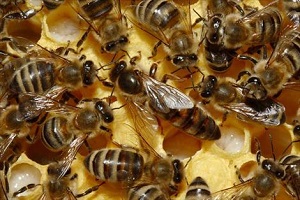 Abejas