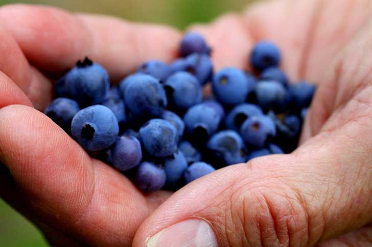 blueberriesmano