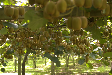huertokiwi