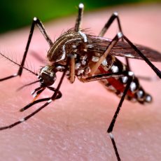 Zika Mosquito