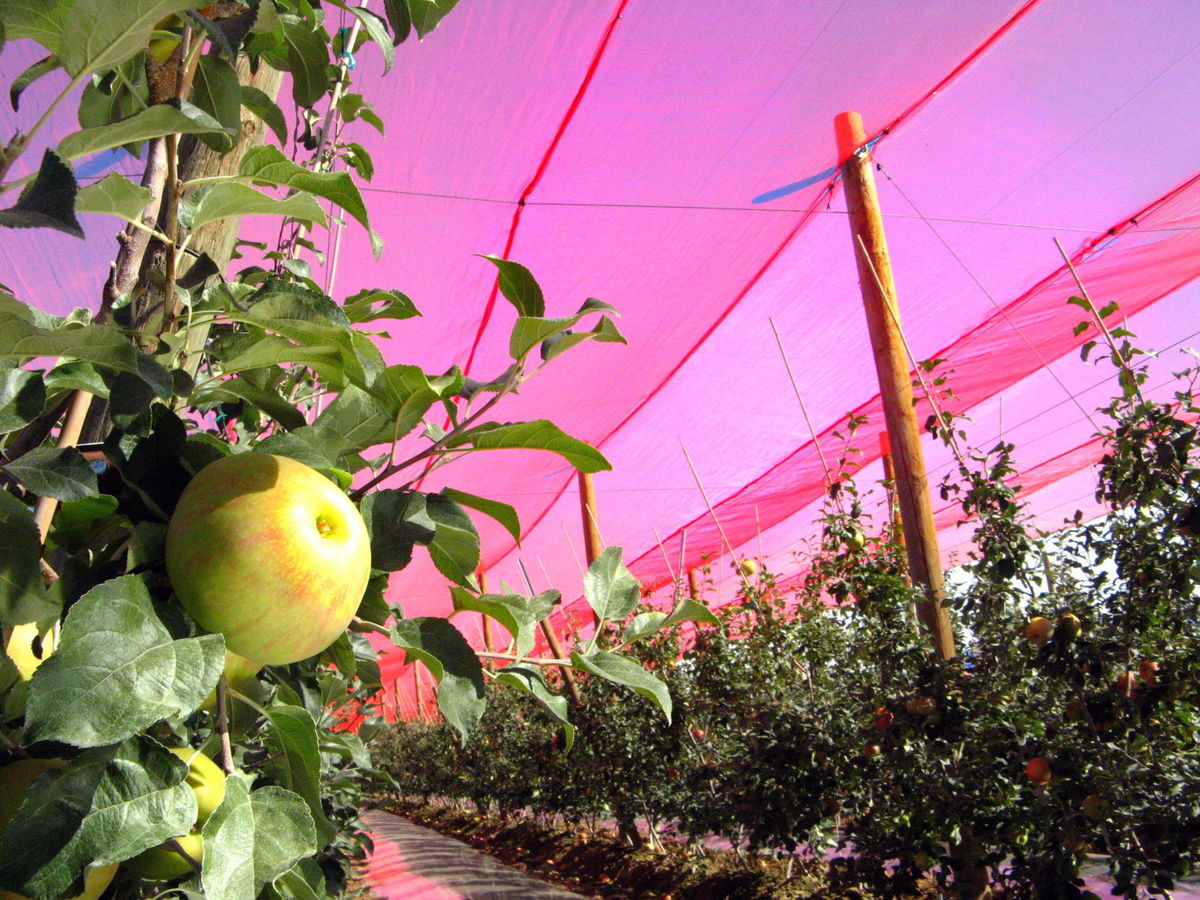 color-red-manzanas