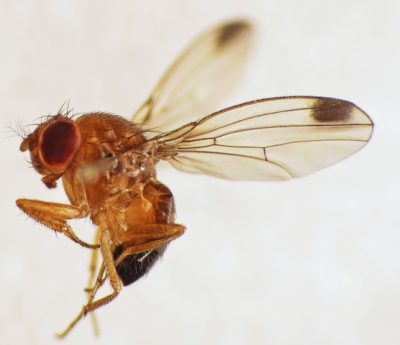 Drosophila suzukii macho