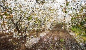 cerezas-argentina
