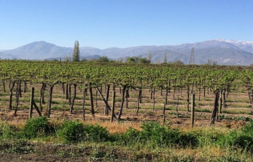 Uva de Mesa1