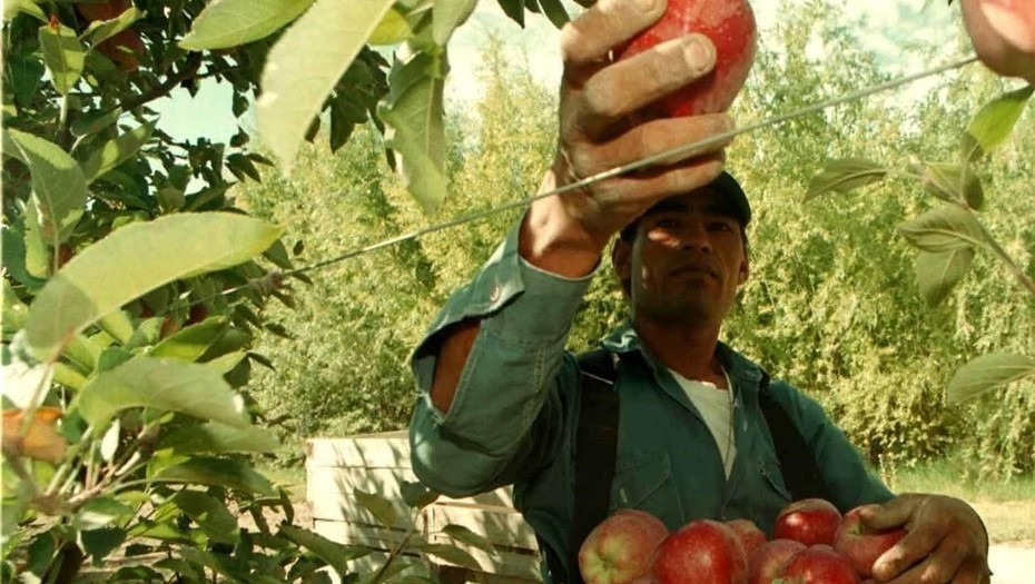 Cosecha Manzanas Argentina El Clarin