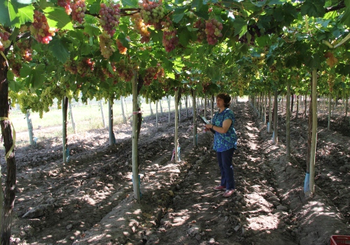 nuevas-uvas-mesa-argentina