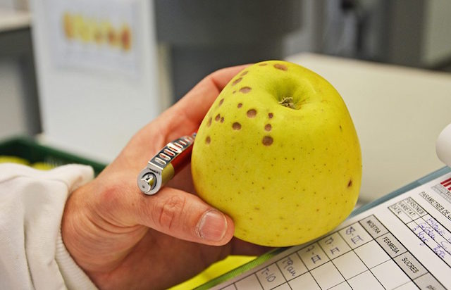 BITTER-PIT-MANZANA-IRTA