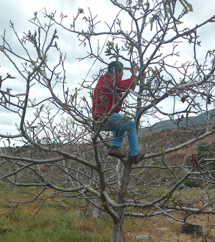 inia-nueces-trampas