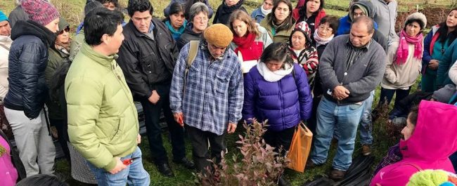 inia-berries-chiloe