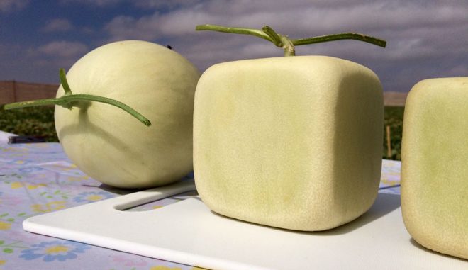 melon cuadrado-660x381