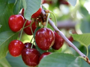 cerezas