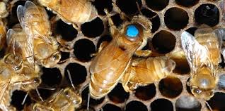 abejas