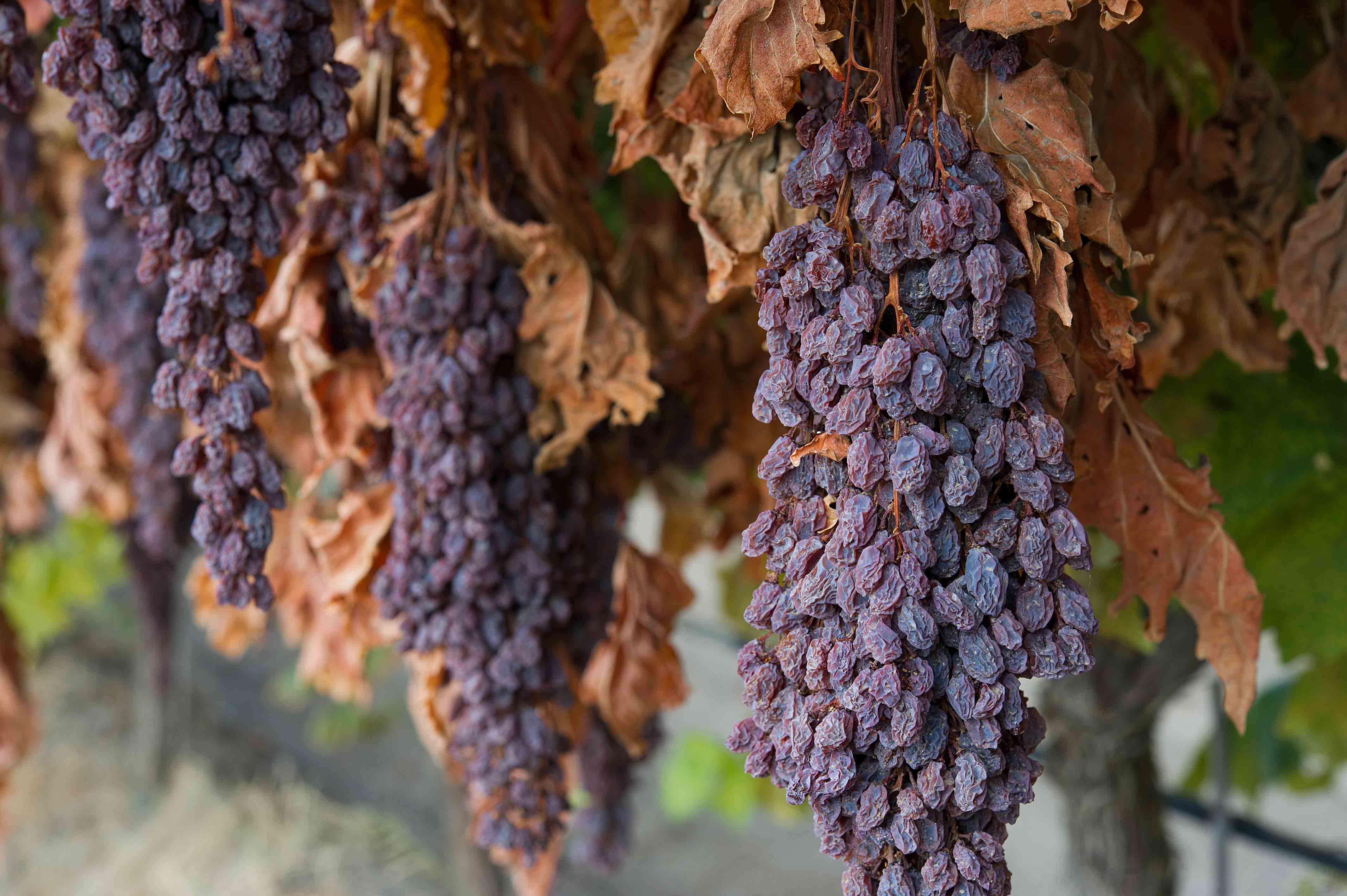 uvas-pasa