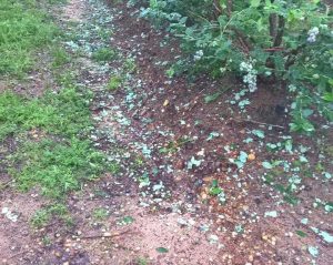 GRANIZO-EN-ARANDANOS.png-300x239