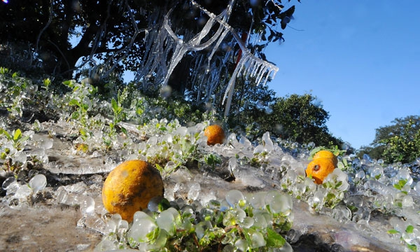 cítricos-Florida-Ola-de-frio