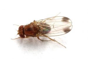 drosophila suzukii