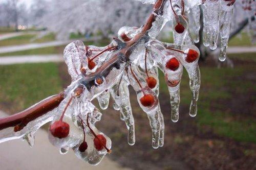 cerezas-heladas