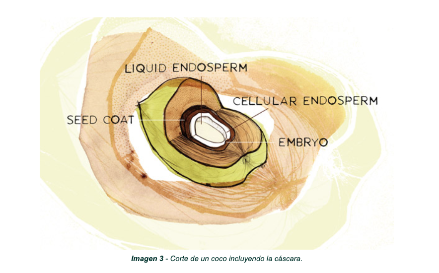 Fibra de coco, un sustrato agrícola con gran potencial